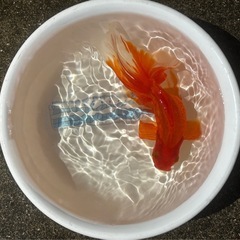決定！【素赤】大きな金魚、1匹の画像