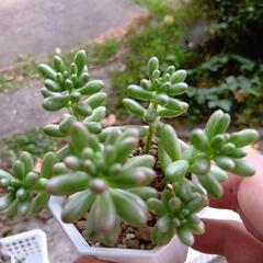 多肉植物 オーロラ🌈の画像
