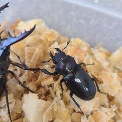 ミヤマクワガタ ペア 差し上げます！ 天然 野外採集の画像
