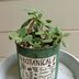 ランキングキーワードに紐づく投稿画像-多肉植物