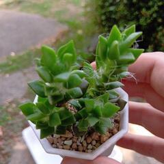 多肉植物 吹雪の松🌺の画像