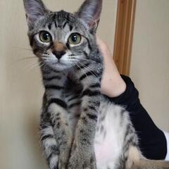 【里親募集】生後約3か月半のかわいい子猫の家族を探していま…