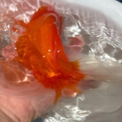 決定！【更紗-１】大きな金魚、1匹の画像
