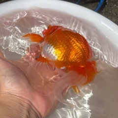 決定！【更紗-１】大きな金魚、1匹の画像