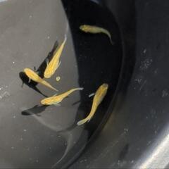 黄金の輝き🌟【値下げ！】レクリスめだか🐟️の画像