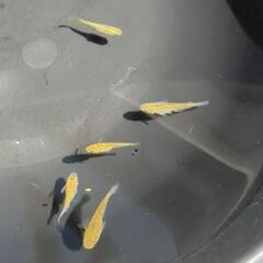 黄金の輝き🌟【値下げ！】レクリスめだか🐟️の画像