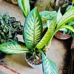 🌿観葉植物　ディフェンバキア × サンスベリアの画像