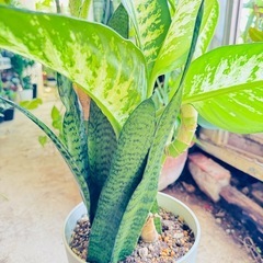 🌿観葉植物　ディフェンバキア × サンスベリアの画像