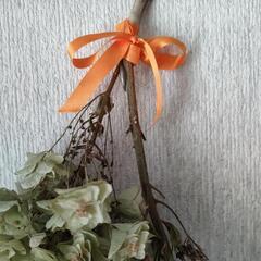 柏葉アジサイのドライフラワーの画像