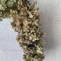 柏葉アジサイのドライフラワーの画像