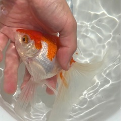 決定！【更紗-２】大きな金魚、1匹（※特徴あり）の画像