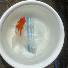 決定！【更紗-２】大きな金魚、1匹（※特徴あり）の画像