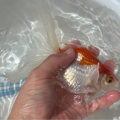 決定！【更紗-２】大きな金魚、1匹（※特徴あり）の画像