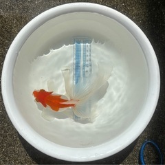 決定！【更紗-２】大きな金魚、1匹（※特徴あり）の画像