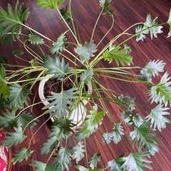 観葉植物
の画像