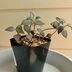 ランキングキーワードに紐づく投稿画像-多肉植物