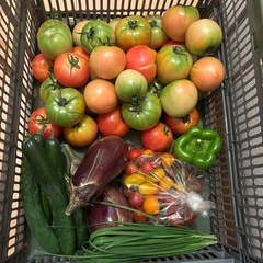 朝一収穫した🥒と🍆とニラと🫑と傷物トマト