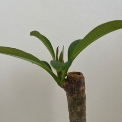 プルメリア 花色不明 Aの画像