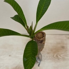 プルメリア 花色不明 Aの画像