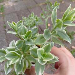 多肉植物 ベビーサンローズ🪷の画像