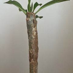 プルメリア 花色不明 Aの画像