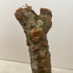 プルメリア 発根済み 花色不明 Bの画像