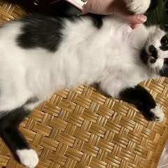 4月中旬生まれの子猫4匹里親募集中です