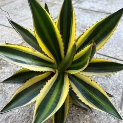 アガベ　五色万代②
の画像