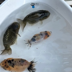 らんちゅう江戸錦／4匹
の画像
