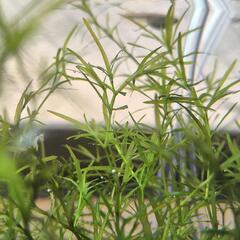 🌿ナヤス大量【ゾウリムシと交換可】🌿の画像