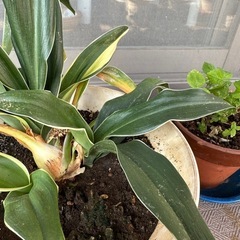 万年青斑入り　抜き苗ガーデニング風水観葉植物　株分の画像