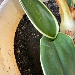 万年青斑入り　抜き苗ガーデニング風水観葉植物　株分の画像