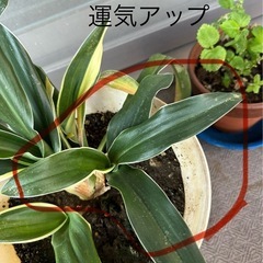 万年青斑入り　抜き苗ガーデニング風水観葉植物　株分の画像