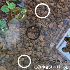スーパーブラックメダカ30匹 針子サイズの画像
