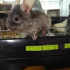 チンチラチョコレートカラー