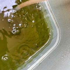 エビと容器の画像