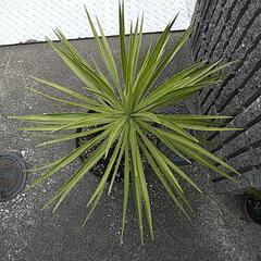 ユッカアロイフォリア（鉢付き）の画像
