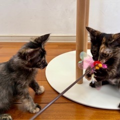 🌸甘えんぼ長毛＆シャイ短毛🐾生後2カ月サビ柄姉妹