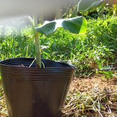 バナナ苗鉢植え30の画像