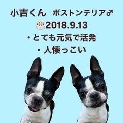 ボストンテリアの小吉くん