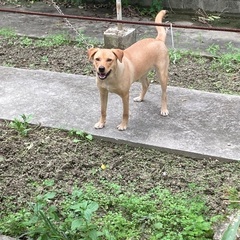 迷い犬