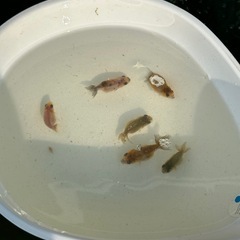 らんちゅう江戸錦稚魚／5匹
の画像