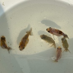 らんちゅう江戸錦稚魚／5匹
の画像