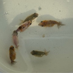 らんちゅう江戸錦稚魚／5匹
の画像