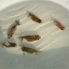 らんちゅう江戸錦稚魚／5匹
の画像
