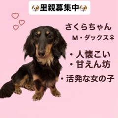 Mダックスのさくらちゃん