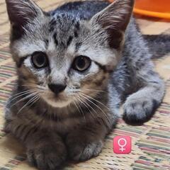里親募集の姉妹🐱