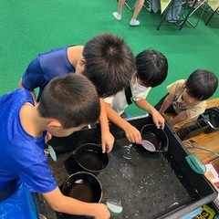メダカすくい　めだか屋そらこの画像