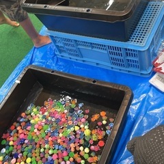 メダカすくい　めだか屋そらこの画像