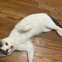 里親さん急募